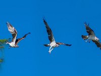 Osprey Taking Flight